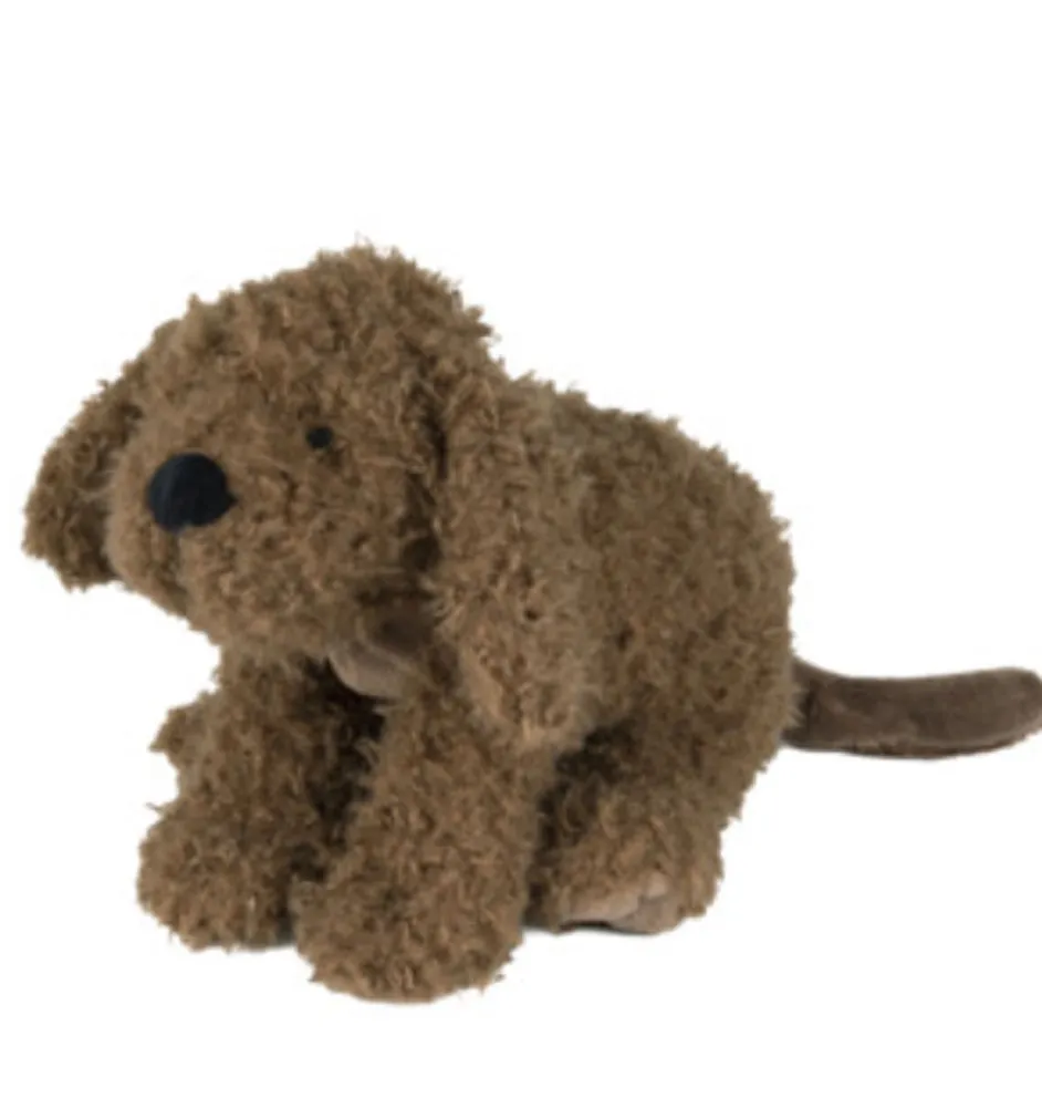 Glückliches Pferd Labradoodle Larry